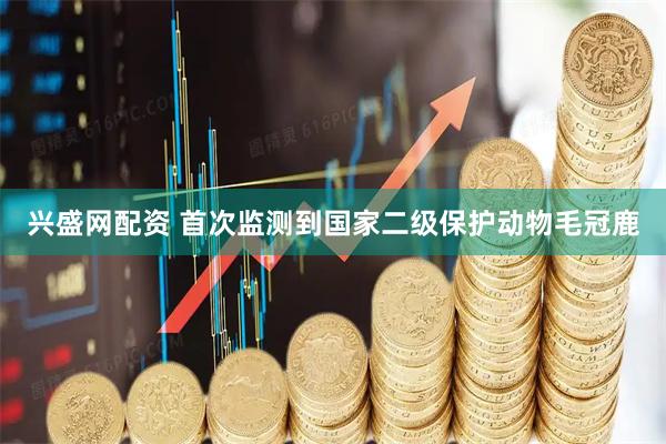 兴盛网配资 首次监测到国家二级保护动物毛冠鹿