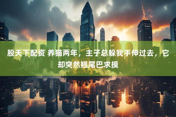 股天下配资 养猫两年，主子总躲我手伸过去，它却突然翘尾巴求摸